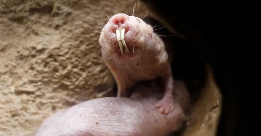 A naked mole rat with prominent protruding teeth is standing in a dirt tunnel, partially obscured by another mole rat.