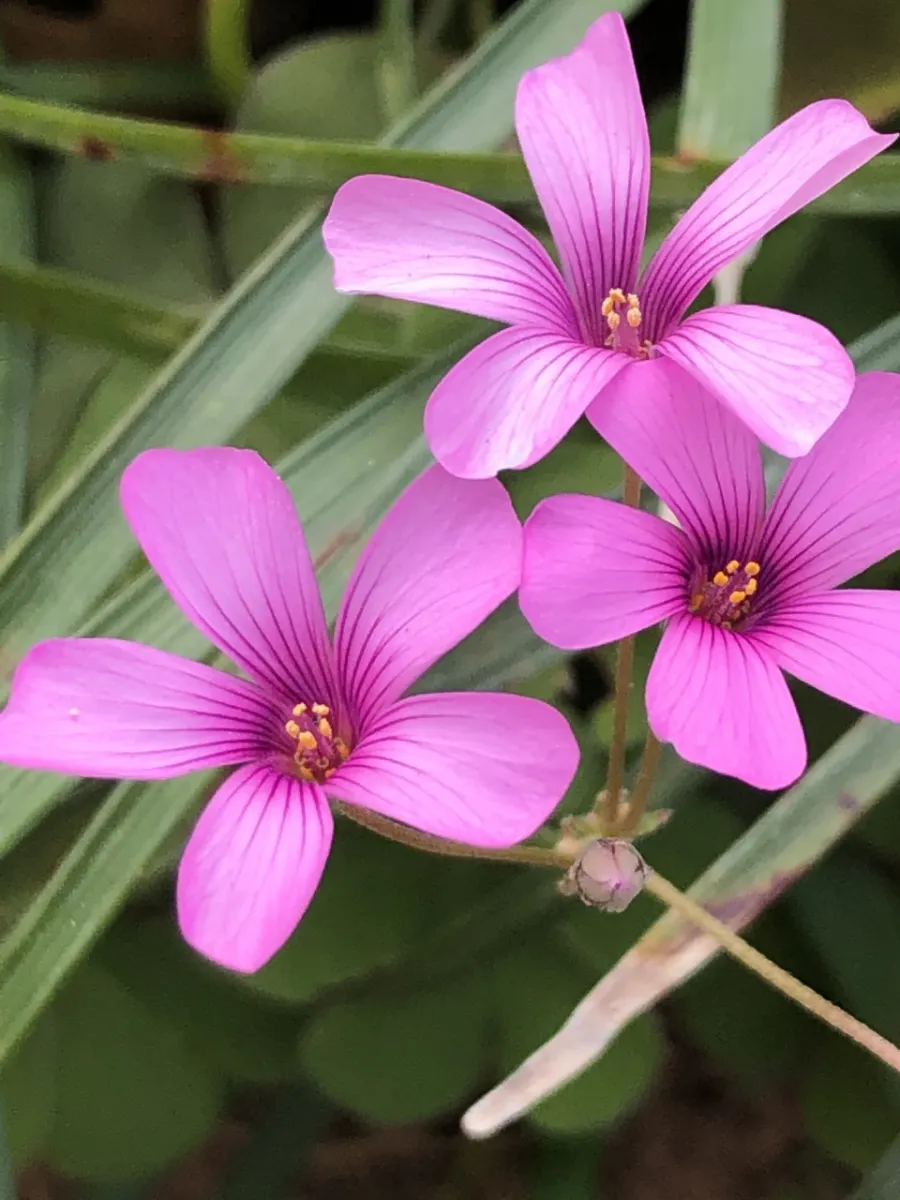 Three purple-pink flowers with dark pink veins and yellow centers, surrounded by green leaves and stems in the background.