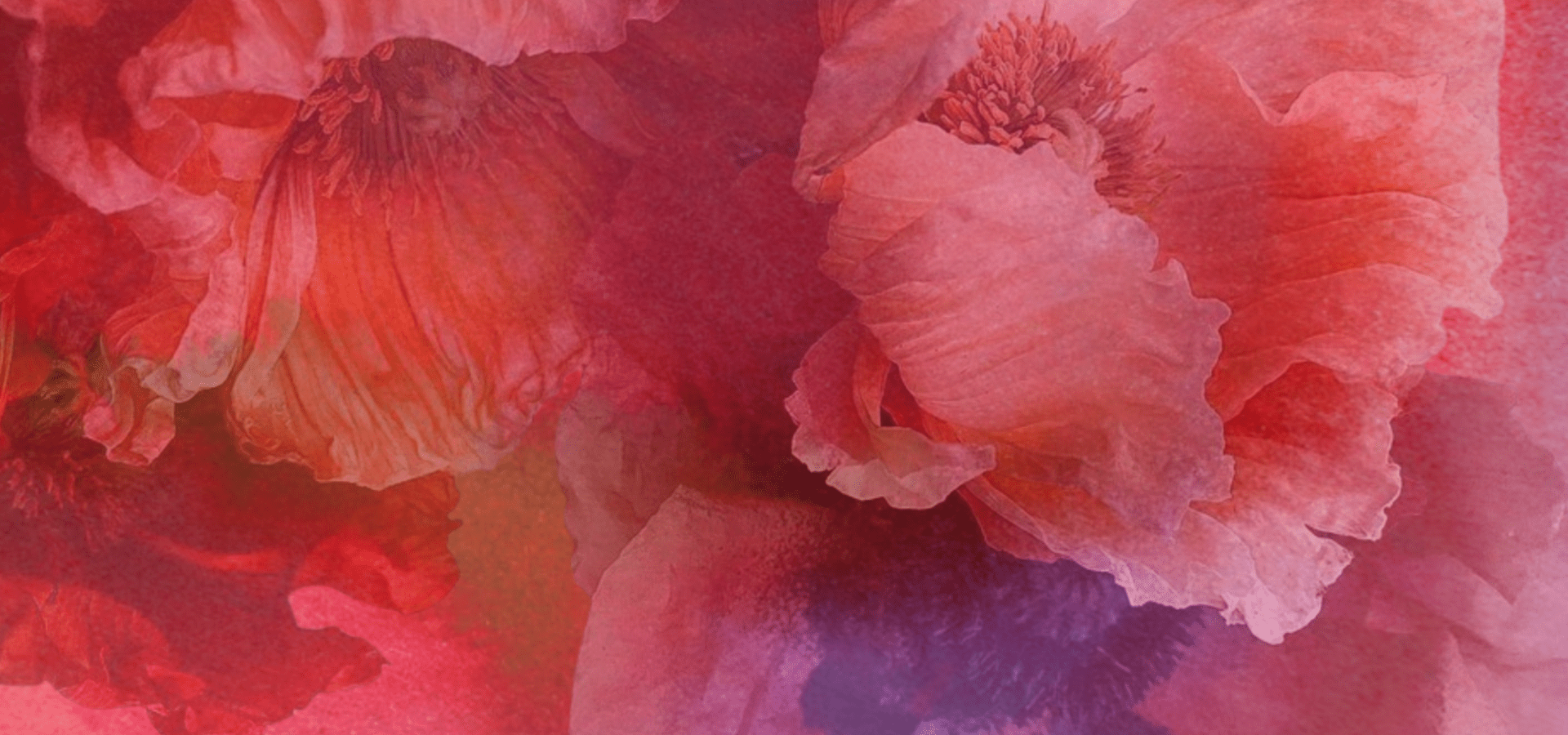 Close-up view of pink and red poppy flowers with delicate, ruffled petals blending into a soft, watercolor-like background.