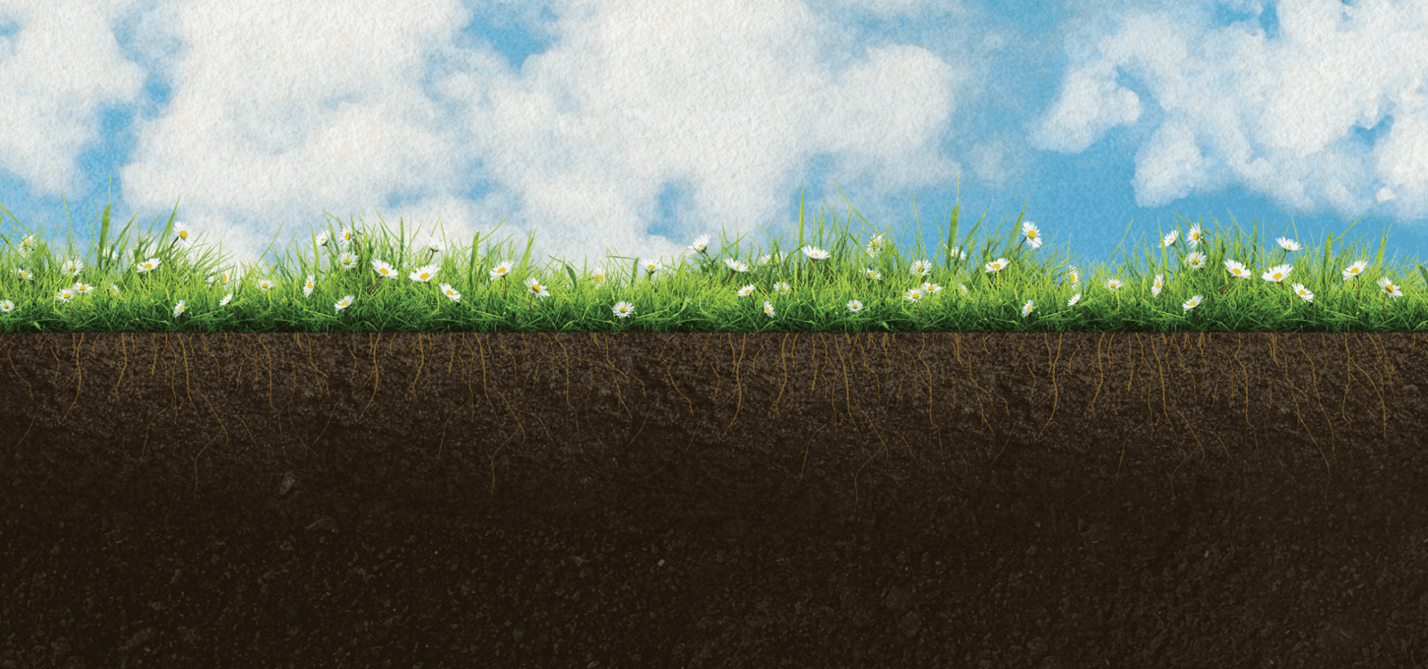 Cross-section illustration showing green grass and white flowers above ground, with soil and visible roots below, under a blue sky with clouds.