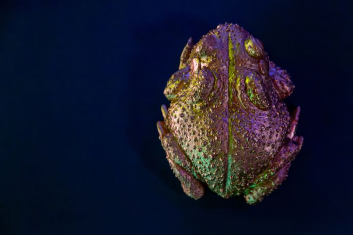 A bumpy frog with iridescent purple and green coloring photographed from above against a dark blue background.