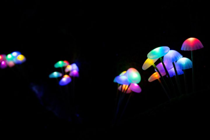 Clusters of mushrooms in the dark, each cap glowing in various bright neon colors including blue, pink, green, yellow, and purple.